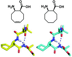 Graphical abstract: Helical folding of α/β-peptides containing β-amino acids with an eight-membered ring constraint