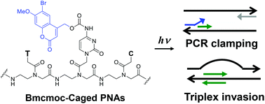 Graphical abstract: Synthesis of nucleobase-caged peptide nucleic acids having improved photochemical properties