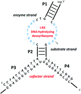Graphical abstract: Allosteric control of a DNA-hydrolyzing deoxyribozyme with short oligonucleotides and its application in DNA logic gates