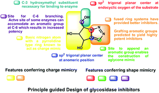 Graphical abstract: Design, synthesis and biological evaluation of bicyclic iminosugar hybrids: conformational constraint as an effective tool for tailoring the selectivity of α-glucosidase inhibitors