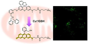 Graphical abstract: A mitochondria-targeted turn-on fluorescent probe based on a rhodol platform for the detection of copper(i)