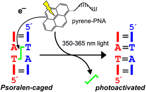 Graphical abstract: Pyrene chromophores for the photoreversal of psoralen interstrand crosslinks
