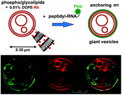 Graphical abstract: A hydrophobic disordered peptide spontaneously anchors a covalently bound RNA hairpin to giant lipidic vesicles