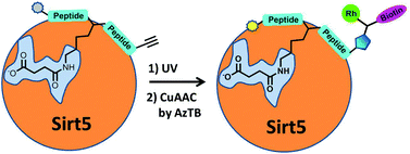Graphical abstract: A succinyl lysine-based photo-cross-linking peptide probe for Sirtuin 5