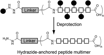 Graphical abstract: A hydrazide-anchored dendron scaffold for chemoselective ligation strategies