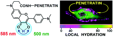 Graphical abstract: Monitoring penetratin interactions with lipid membranes and cell internalization using a new hydration-sensitive fluorescent probe