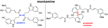 Graphical abstract: Total synthesis of putative montamine and a proposed structural reassignment