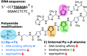 Graphical abstract: Modulation of DNA–polyamide interaction by β-alanine substitutions: a study of positional effects on binding affinity, kinetics and thermodynamics