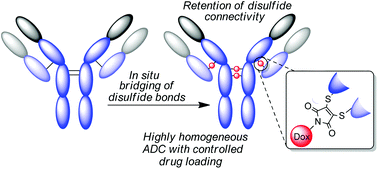 Graphical abstract: Next generation maleimides enable the controlled assembly of antibody–drug conjugates via native disulfide bond bridging