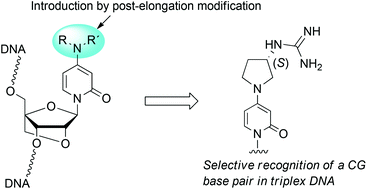 Graphical abstract: Synthesis of oligonucleotides containing N,N-disubstituted 3-deazacytosine nucleobases by post-elongation modification and their triplex-forming ability with double-stranded DNA