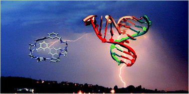 Graphical abstract: Cationic azacryptands as selective three-way DNA junction binding agents