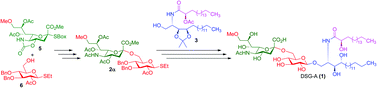Graphical abstract: First total synthesis of ganglioside DSG-A possessing neuritogenic activity