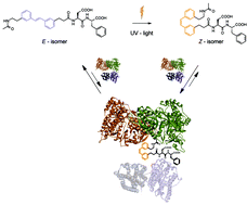 Graphical abstract: Phototriggerable peptidomimetics for the inhibition of Mycobacterium tuberculosis ribonucleotide reductase by targeting protein–protein binding