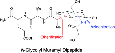 Graphical abstract: A robust synthesis of N-glycolyl muramyl dipeptide via azidonitration/reduction