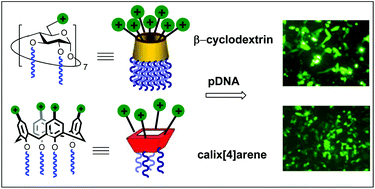 Graphical abstract: Cyclodextrin- and calixarene-based polycationic amphiphiles as gene delivery systems: a structure–activity relationship study