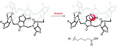 Graphical abstract: Anion binding by biotin[6]uril in water
