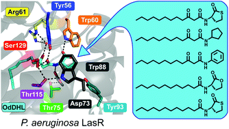 Graphical abstract: Unraveling the contributions of hydrogen-bonding interactions to the activity of native and non-native ligands in the quorum-sensing receptor LasR