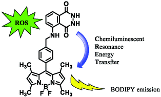 Graphical abstract: A BODIPY-luminol chemiluminescent resonance energy-transfer (CRET) cassette for imaging of cellular superoxide
