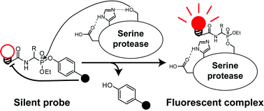 Graphical abstract: Mixed alkyl aryl phosphonate esters as quenched fluorescent activity-based probes for serine proteases