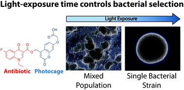 Graphical abstract: Bacterial patterning controlled by light exposure