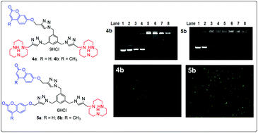 Graphical abstract: Synthesis of bifunctional molecules containing [12]aneN3 and coumarin moieties as effective DNA condensation agents and new non-viral gene vectors