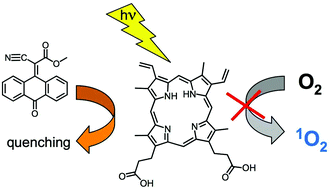 Graphical abstract: Photostabilization of endogenous porphyrins: excited state quenching by fused ring cyanoacrylates