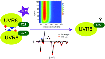 Graphical abstract: Photoinduced transformation of UVR8 monitored by vibrational and fluorescence spectroscopy