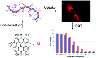 Graphical abstract: Applicability of new degradable hypericin–polymer-conjugates as photosensitizers: principal mode of action demonstrated by in vitro models