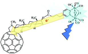 Graphical abstract: Photoinduced intercomponent excited-state decays in a molecular dyad made of a dinuclear rhenium(i) chromophore and a fullerene electron acceptor unit