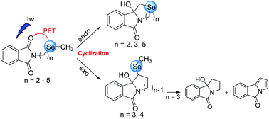 Graphical abstract: Photochemistry of N-(selenoalkyl)-phthalimides. Formation of N, Se-heterocyclic systems