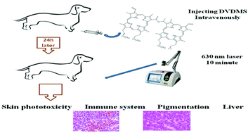 Graphical abstract: A safety study of a novel photosensitizer, sinoporphyrin sodium, for photodynamic therapy in Beagle dogs