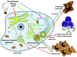 Graphical abstract: Autophagy, a major adaptation pathway shaping cancer cell death and anticancer immunity responses following photodynamic therapy