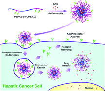 Graphical abstract: Galactosylated biodegradable poly(ε-caprolactone-co-phosphoester) random copolymer nanoparticles for potent hepatoma-targeting delivery of doxorubicin