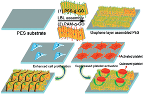 Graphical abstract: Self-assembled 3D biocompatible and bioactive layer at the macro-interface via graphene-based supermolecules