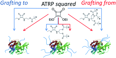Graphical abstract: Squaric acid mediated bioconjugation expanded to polymers prepared by ATRP