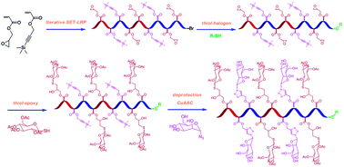 Graphical abstract: Multiblock sequence-controlled glycopolymers via Cu(0)-LRP following efficient thiol–halogen, thiol–epoxy and CuAAC reactions