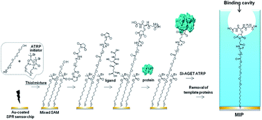 Graphical abstract: Precisely controlled molecular imprinting of glutathione-s-transferase by orientated template immobilization using specific interaction with an anchored ligand on a gold substrate
