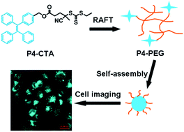 Graphical abstract: Ultra-stable biocompatible cross-linked fluorescent polymeric nanoparticles using AIE chain transfer agent