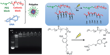Graphical abstract: Catch and release: photocleavable cationic diblock copolymers as a potential platform for nucleic acid delivery