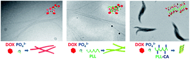 Graphical abstract: Fibril-shaped aggregates of doxorubicin with poly-l-lysine and its derivative