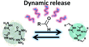 Graphical abstract: Dynamic uptake and release from poly(methacryloyl hydrazide) microgel particles through reversible hydrazide-aldehyde chemistry