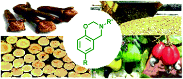 Graphical abstract: Polybenzoxazines: new players in the bio-based polymer arena