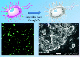 Graphical abstract: Composite copolymer hybrid silver nanoparticles: preparation and characterization of antibacterial activity and cytotoxicity