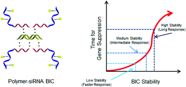 Graphical abstract: Block ionomer complexes consisting of siRNA and aRAFT-synthesized hydrophilic-block-cationic copolymers: the influence of cationic block length on gene suppression