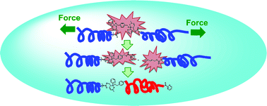 Graphical abstract: Mechanical activation of a dithioester derivative-based retro RAFT-HDA reaction
