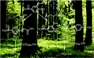 Graphical abstract: Novel vanillic acid-based poly(ether–ester)s: from synthesis to properties