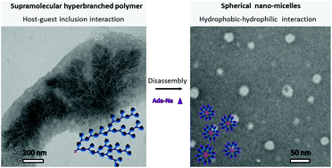Graphical abstract: Morphology transitions of supramolecular hyperbranched polymers induced by double supramolecular driving forces