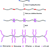 Graphical abstract: Synthesis and characterization of novel barbwire-like graft polymers poly(ethylene oxide)-g-poly(ε-caprolactone)4 by the ‘grafting from’ strategy