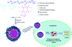 Graphical abstract: Chitosan oligosaccharide copolymer micelles with double disulphide linkage in the backbone associated by H-bonding duplexes for targeted intracellular drug delivery