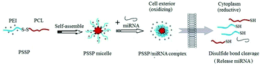 Graphical abstract: Intracellular redox potential-responsive micelles based on polyethylenimine-cystamine-poly(ε-caprolactone) block copolymer for enhanced miR-34a delivery